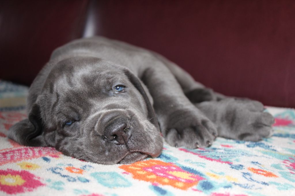 DE VALAVERGNY - Nouvelles photos de nos deux bébés à 1 mois ( le mâle est disponible )