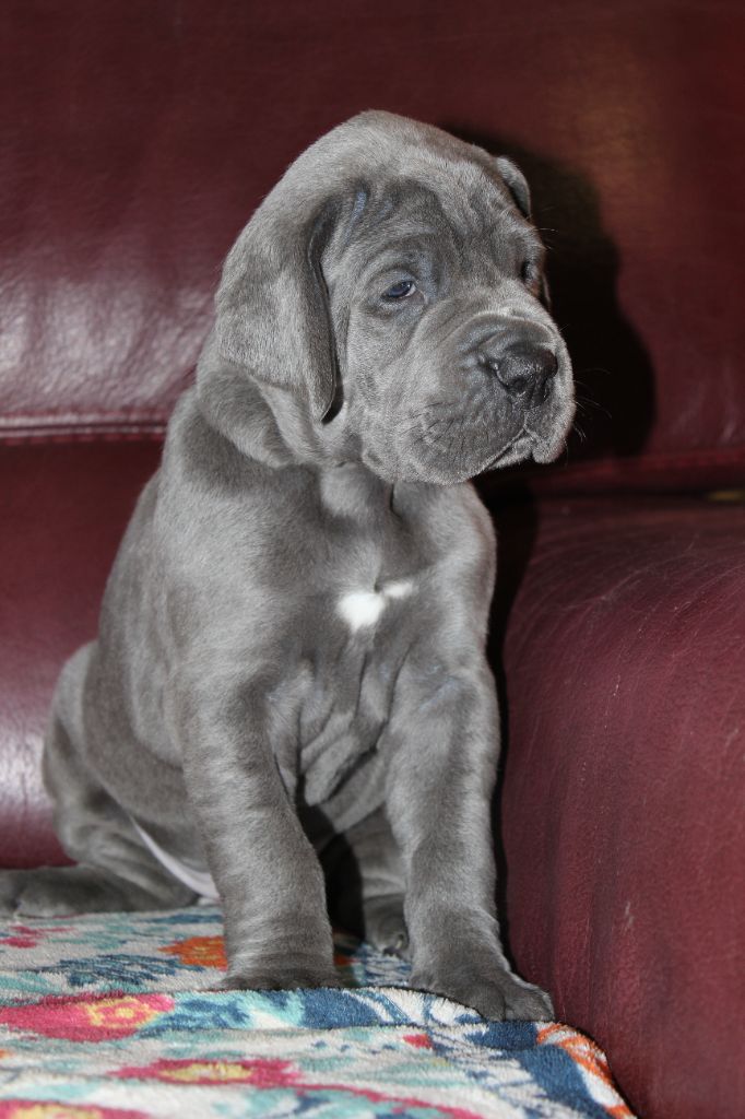 DE VALAVERGNY - Nouvelles photos des chiots à presque 4 semaines !