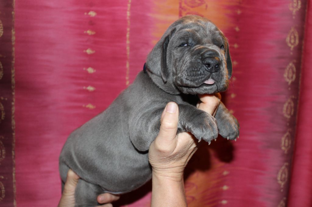 DE VALAVERGNY - Nouvelles photos des chiots à 3 semaines !