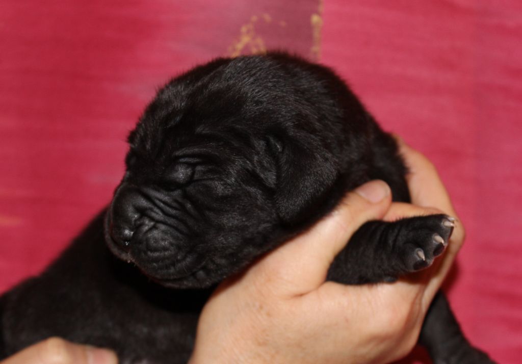 DE VALAVERGNY - Photos des chiots à 1 semaine !