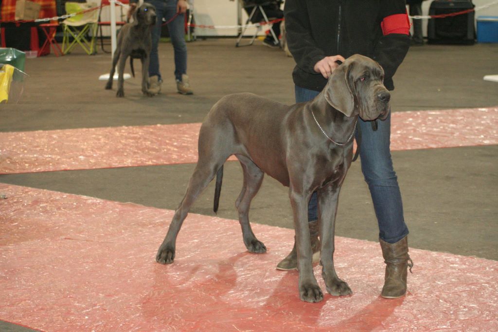 DE VALAVERGNY - Résultats CACIB TROYES