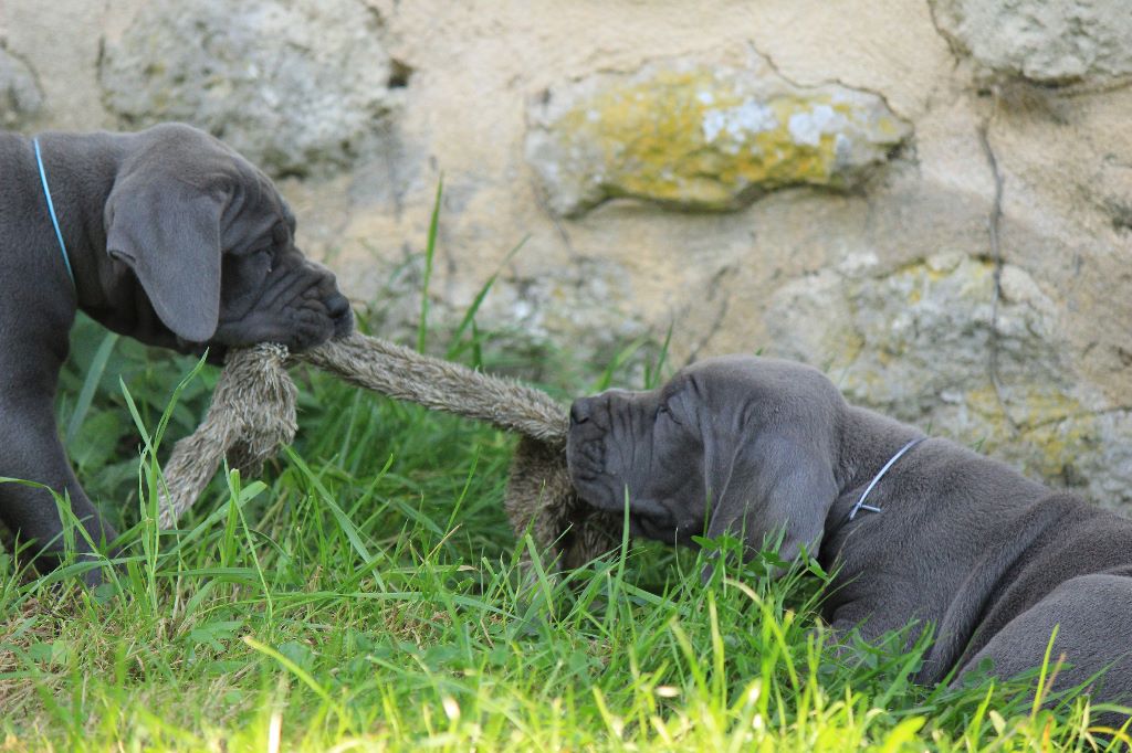 DE VALAVERGNY - Photos des bébés d'Orassio et Jaminska à 6 semaines