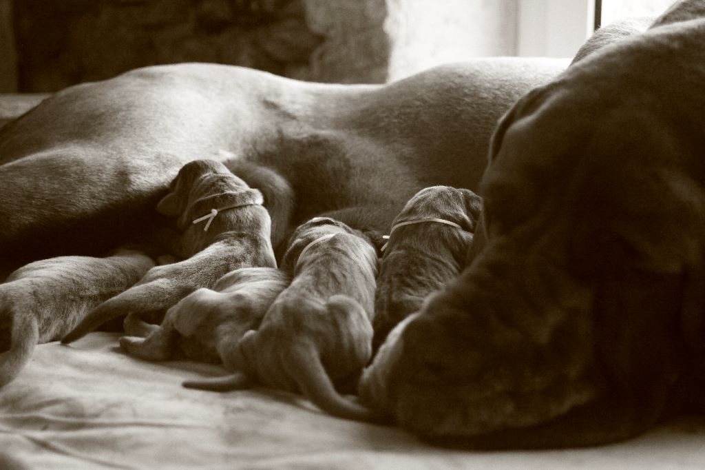 DE VALAVERGNY - Les bébés sont là !!!