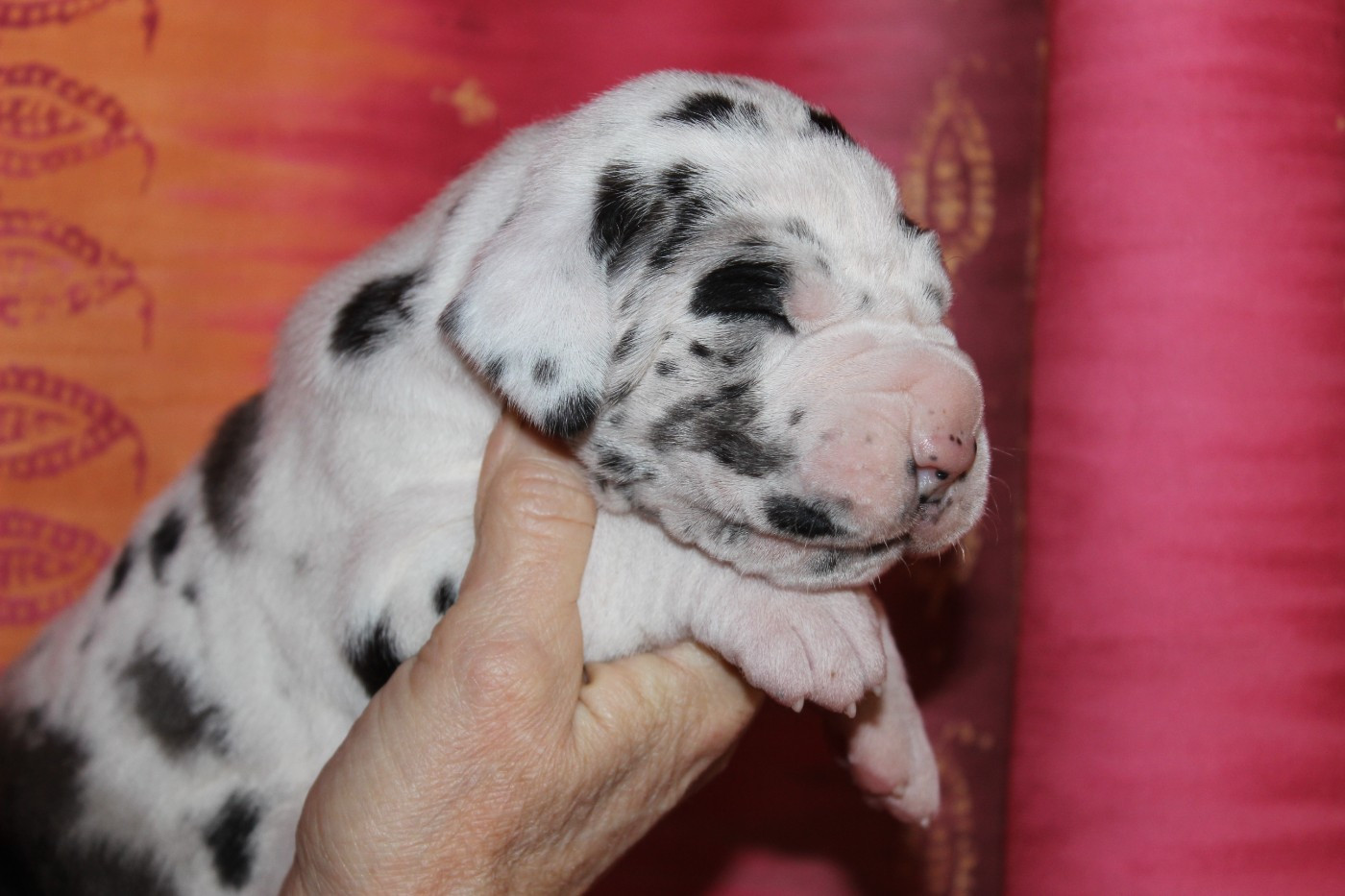 Nouvelles photos des bébés qui vont avoir 2 semaines demain, ils sont superbes !
