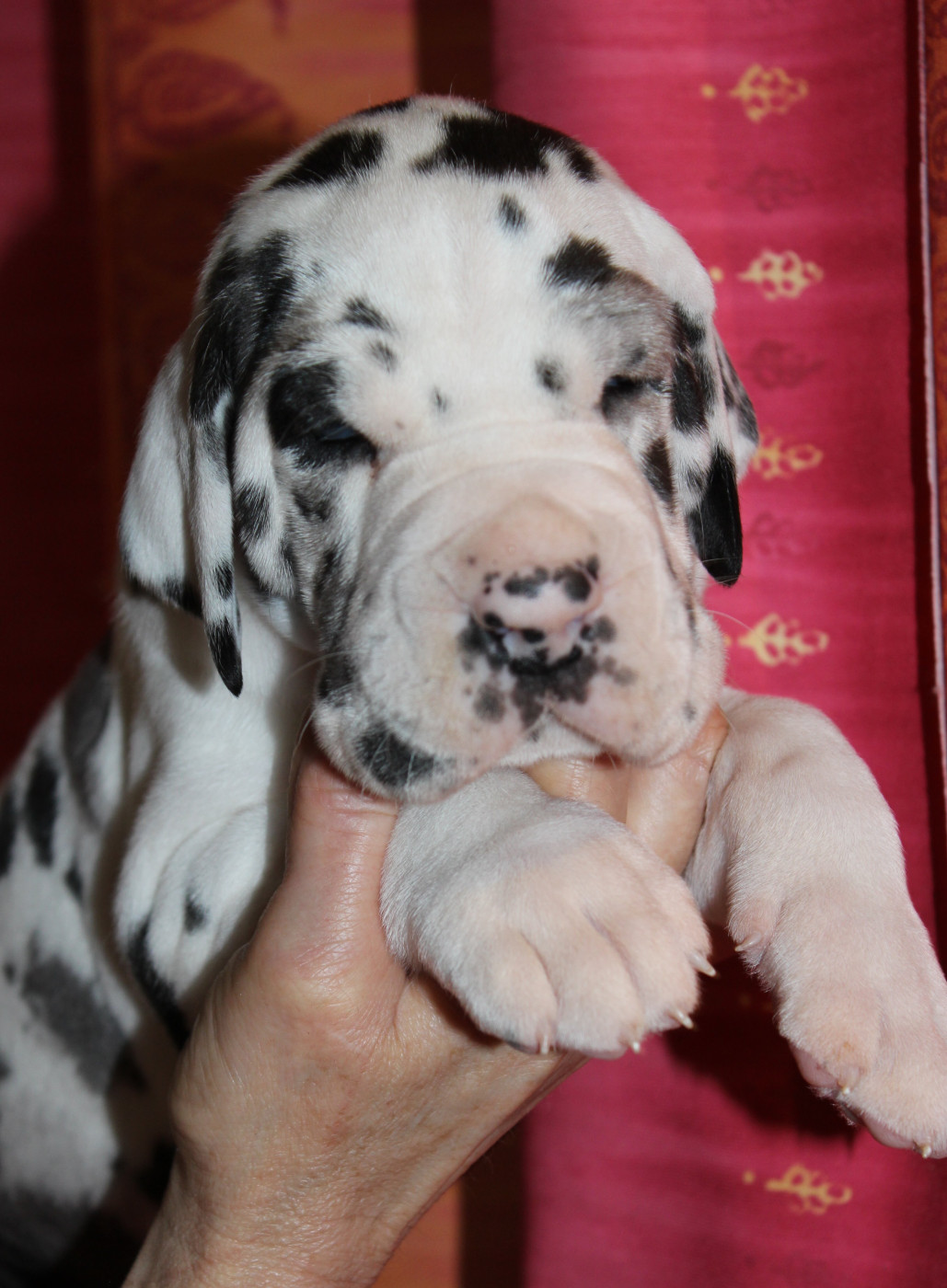 Les chiots de Samara et Illix ont 4 semaines, ils sont disponibles !