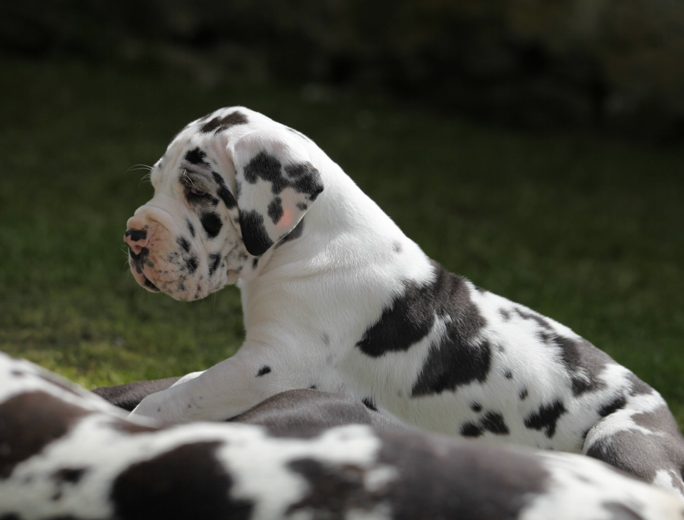 DE VALAVERGNY - Nos trois bébés ont trouvé leur famille, vraiment de superbes bébés !!!