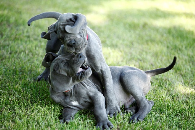 DE VALAVERGNY - Nouvelles photos des chiots à 7 semaines