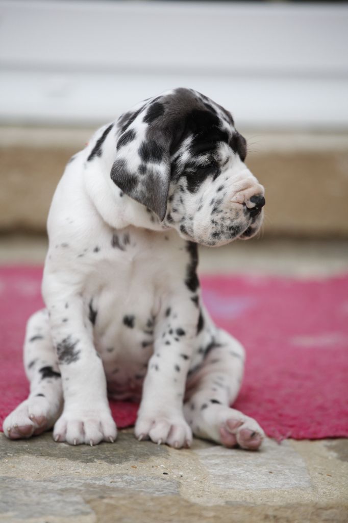 Nouvelles photos des bébés à 5 semaines !