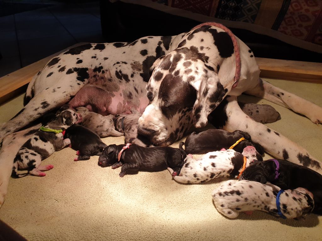 Les chiots de Samara et Oscar sont nés le 11 Mai 2025