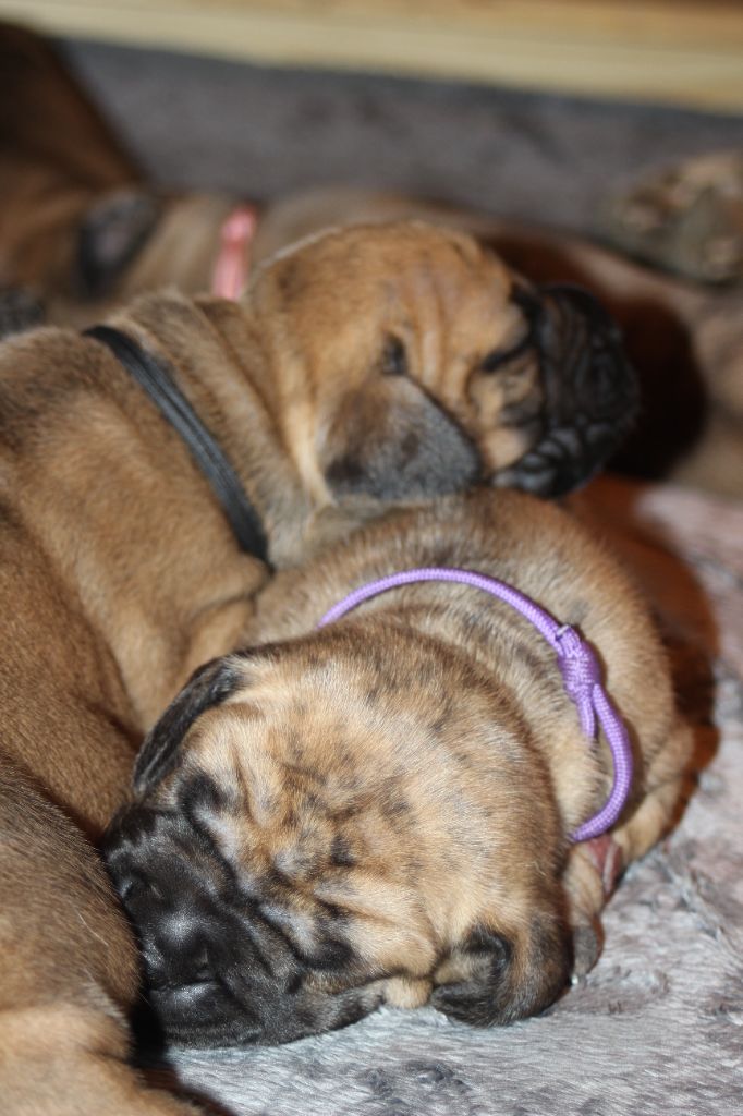 Photos des chiots de Tia et Verdi à 2 semaines 