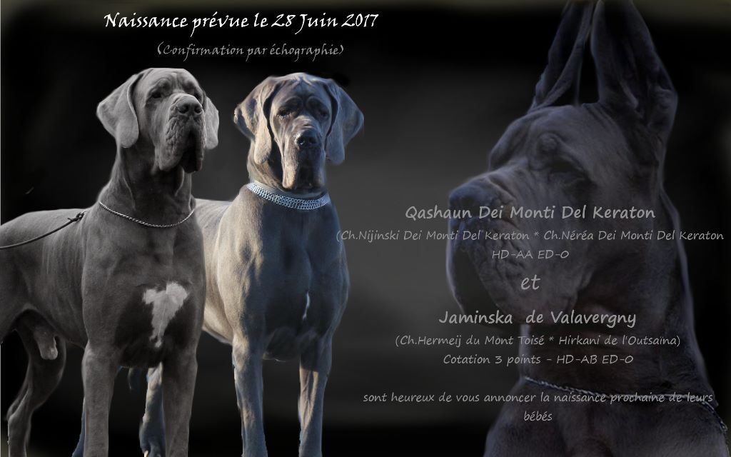 DE VALAVERGNY - Bientôt des bébés bleus à l'élevage !