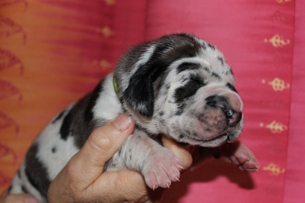DE VALAVERGNY - Chiots disponibles - Dogue allemand