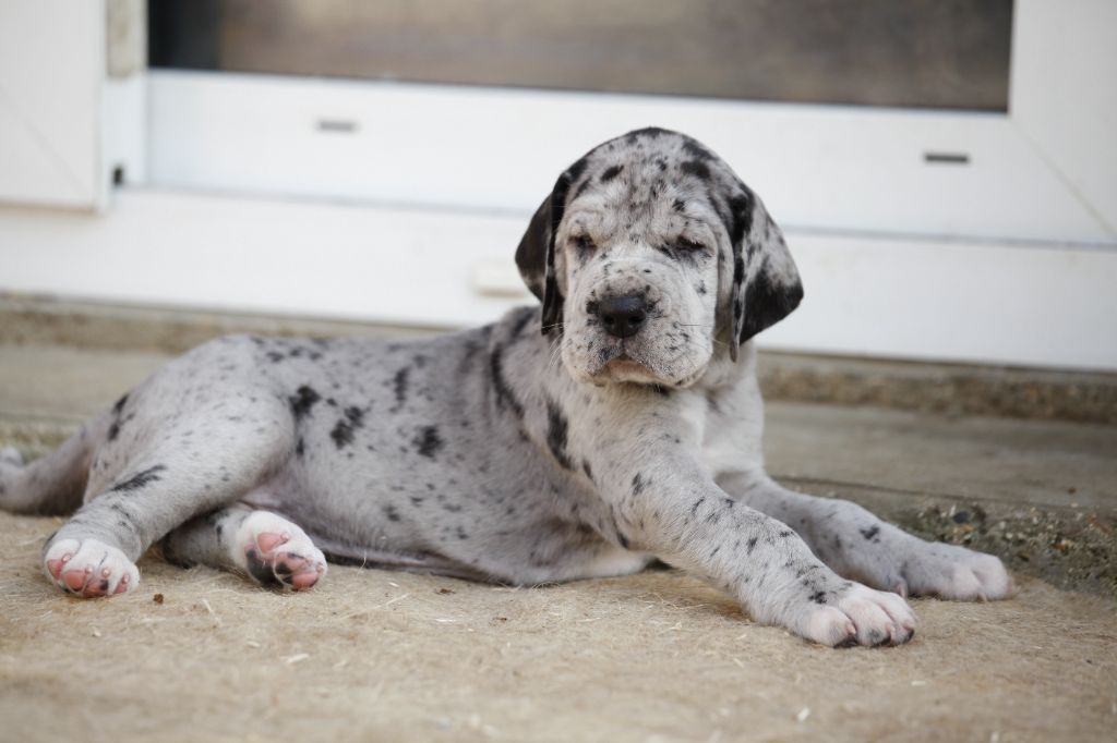 DE VALAVERGNY - Chiots disponibles - Dogue allemand