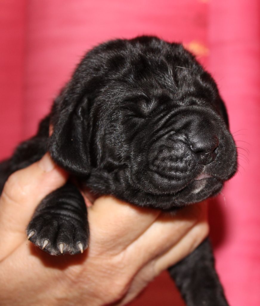 DE VALAVERGNY - Chiots disponibles - Dogue allemand