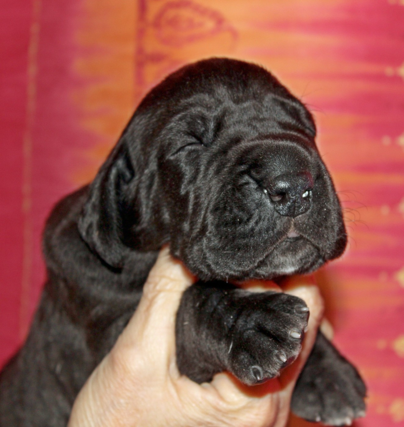 DE VALAVERGNY - Chiots disponibles - Dogue allemand