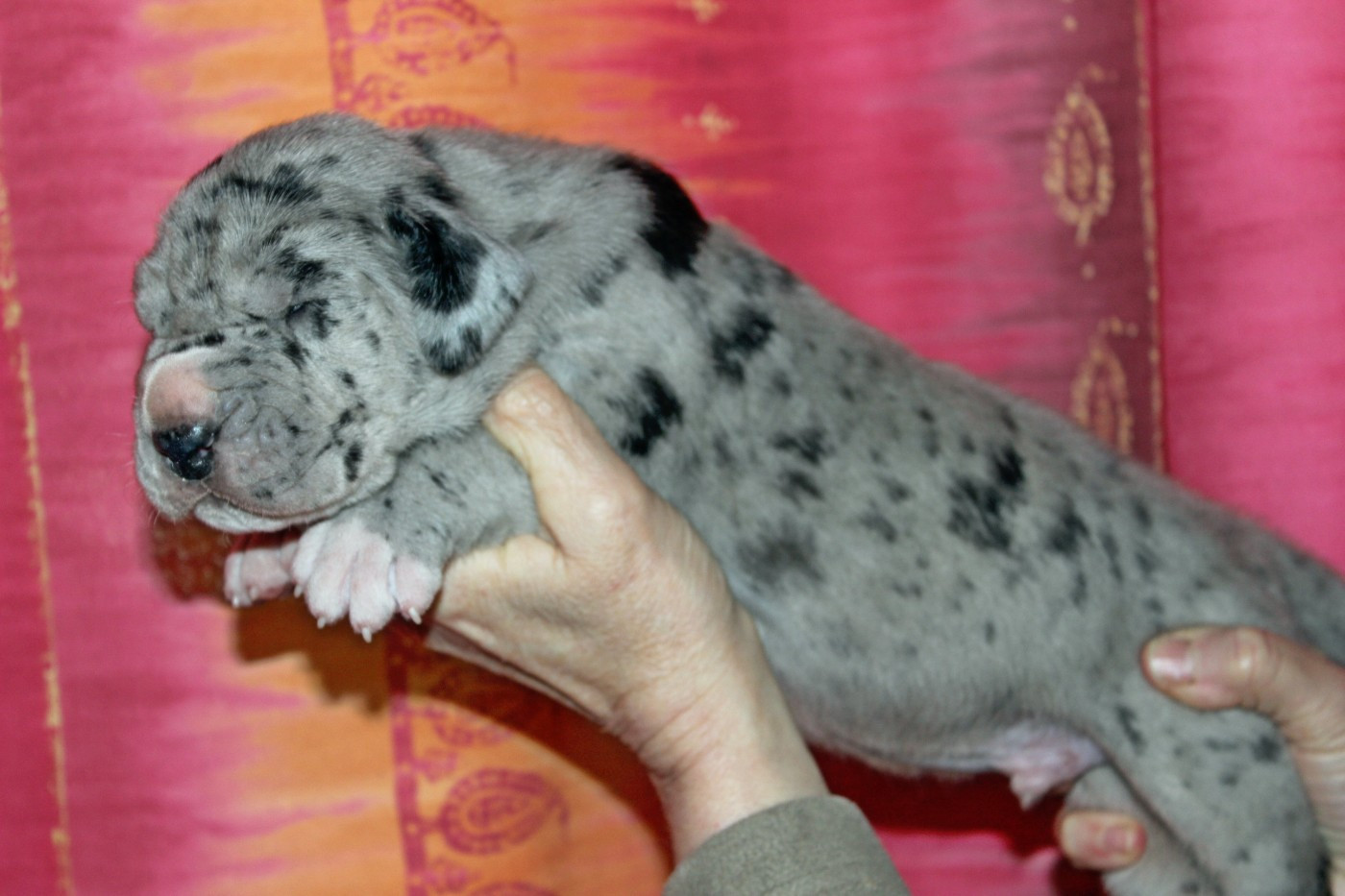 DE VALAVERGNY - Chiots disponibles - Dogue allemand