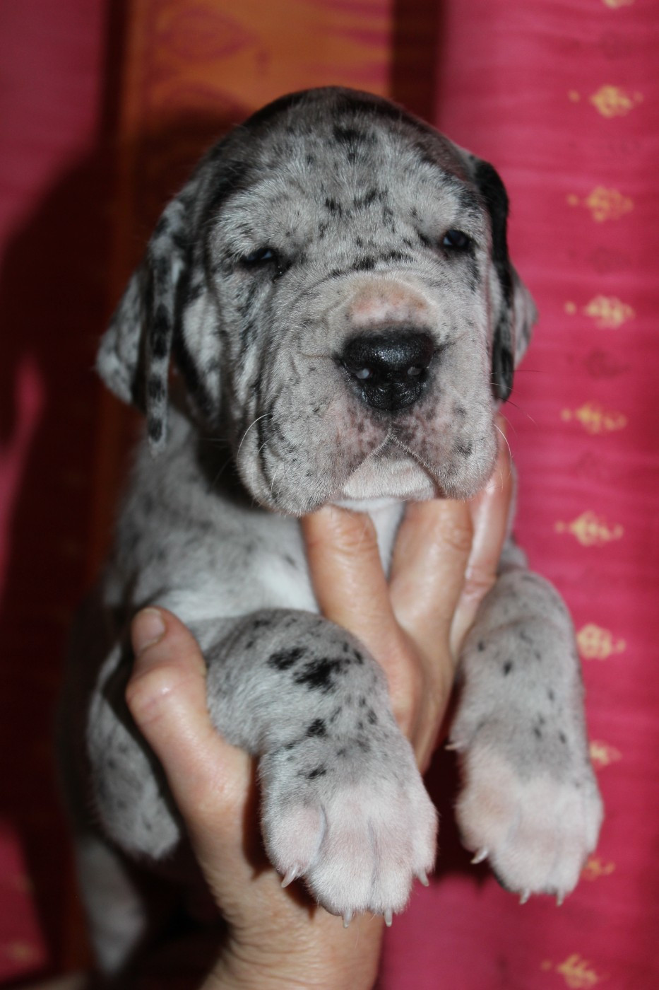DE VALAVERGNY - Chiots disponibles - Dogue allemand