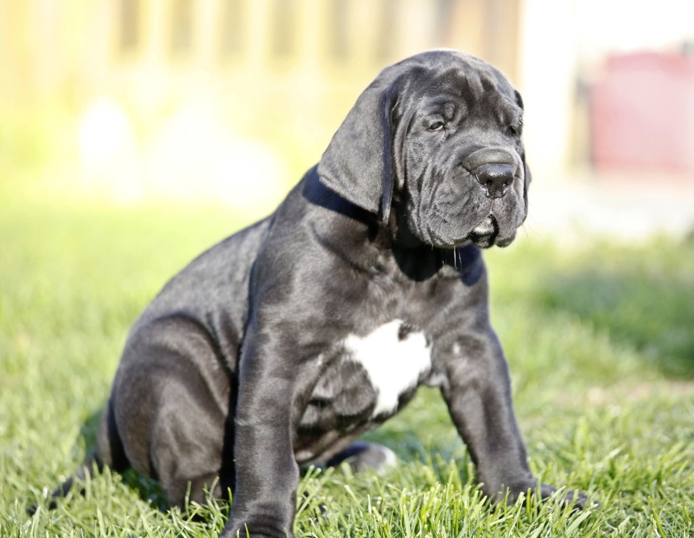 DE VALAVERGNY - Chiots disponibles - Dogue allemand