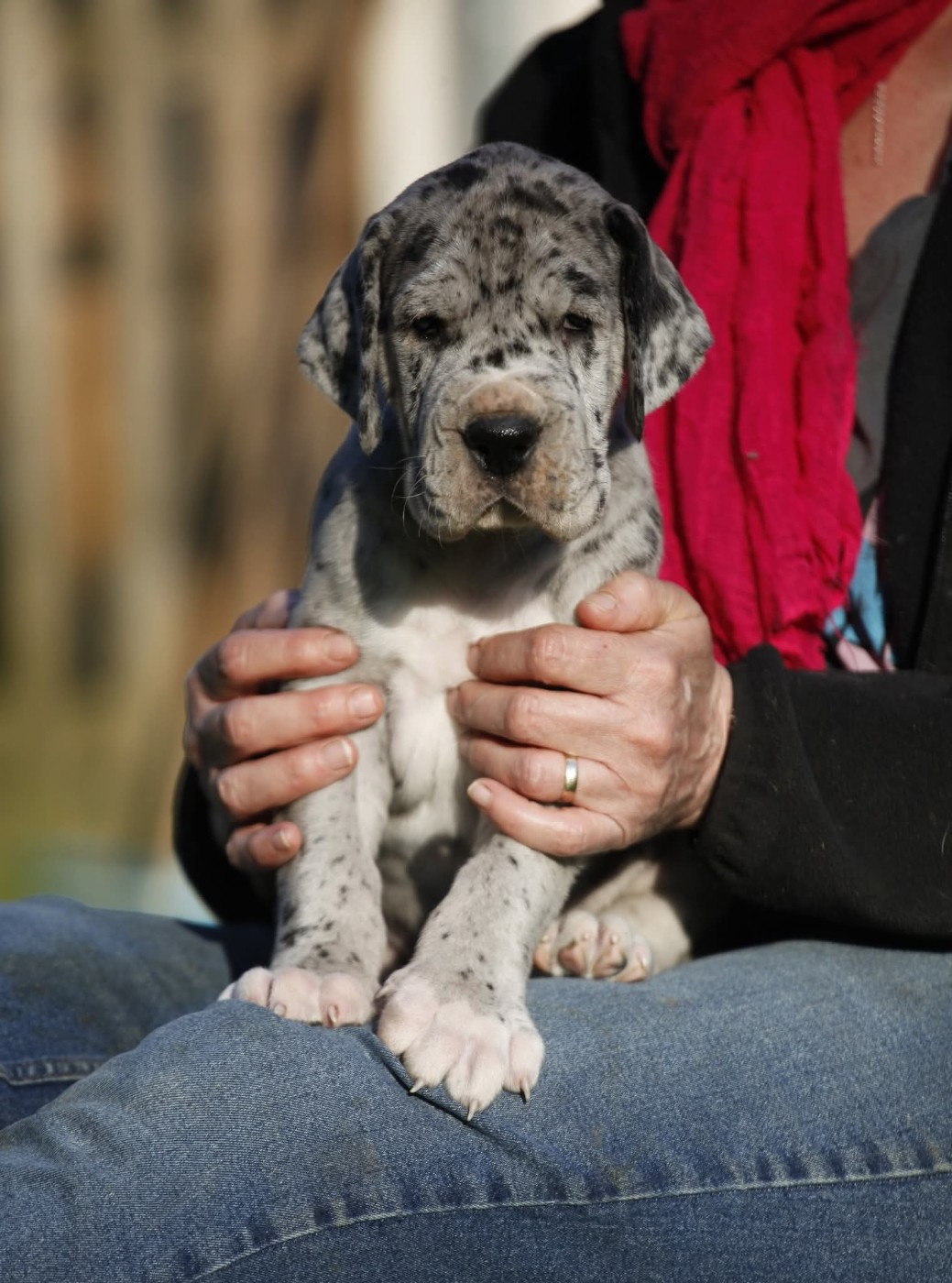 DE VALAVERGNY - Chiots disponibles - Dogue allemand