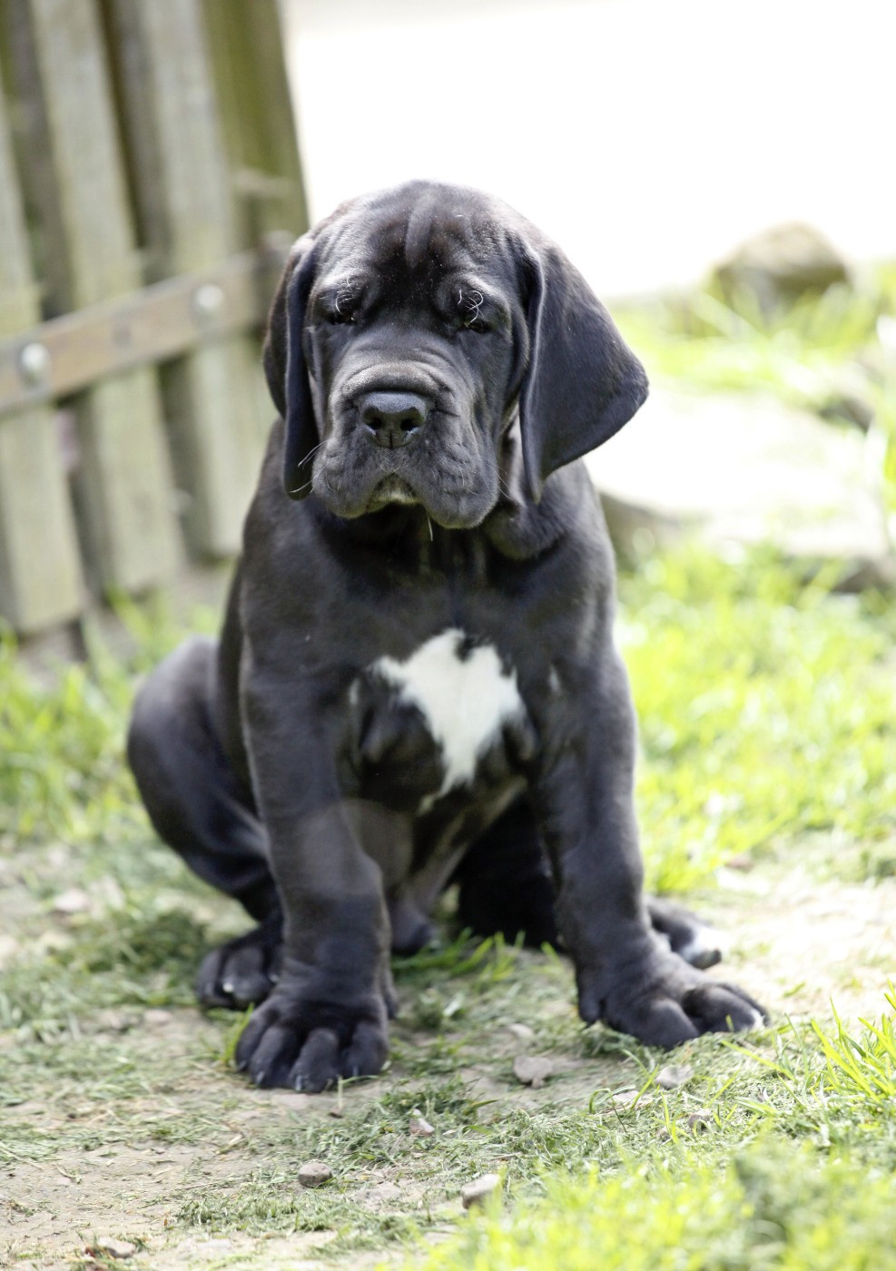 BALTO DE VALAVERGNY
