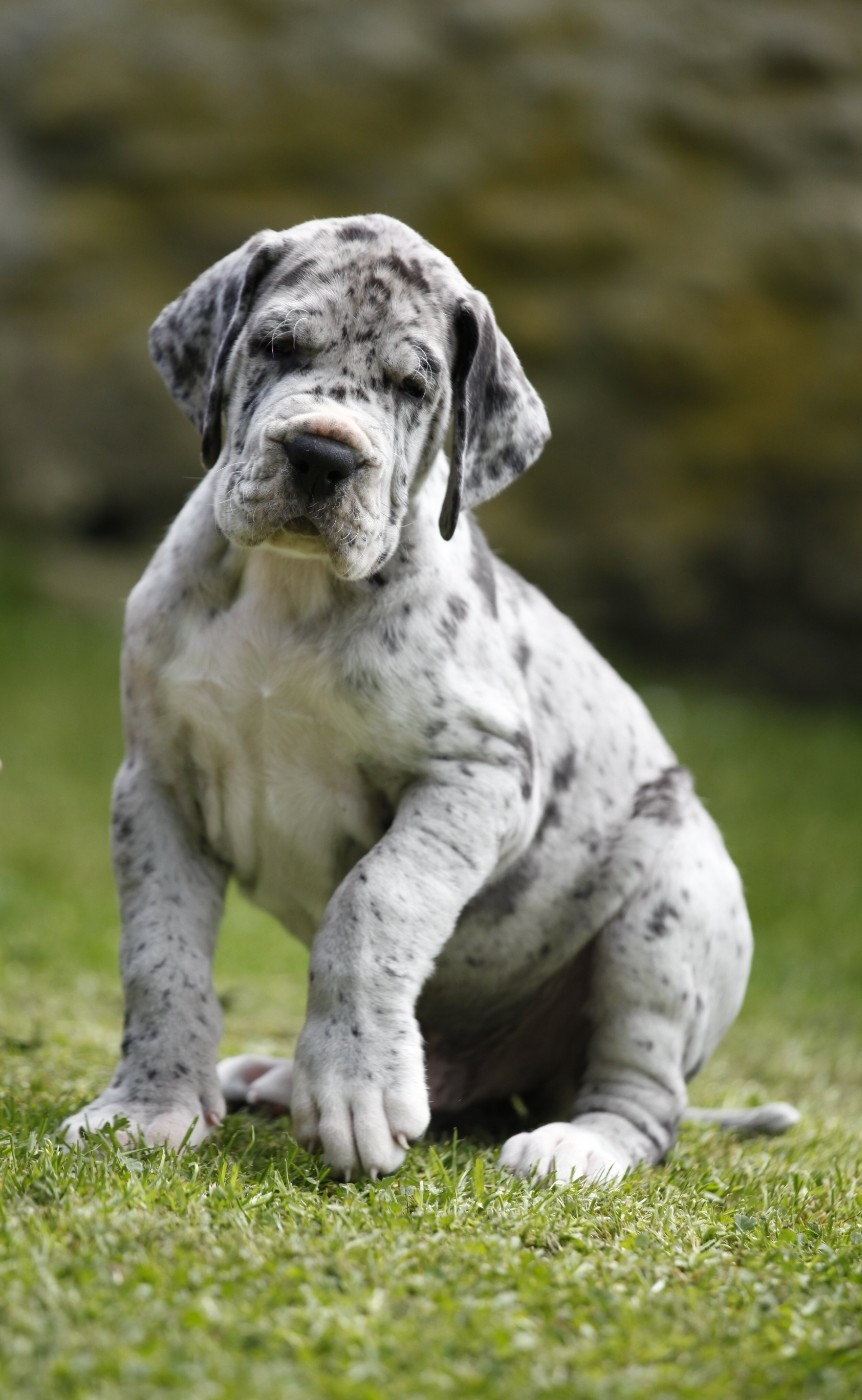 BACCHUS DE VALAVERGNY