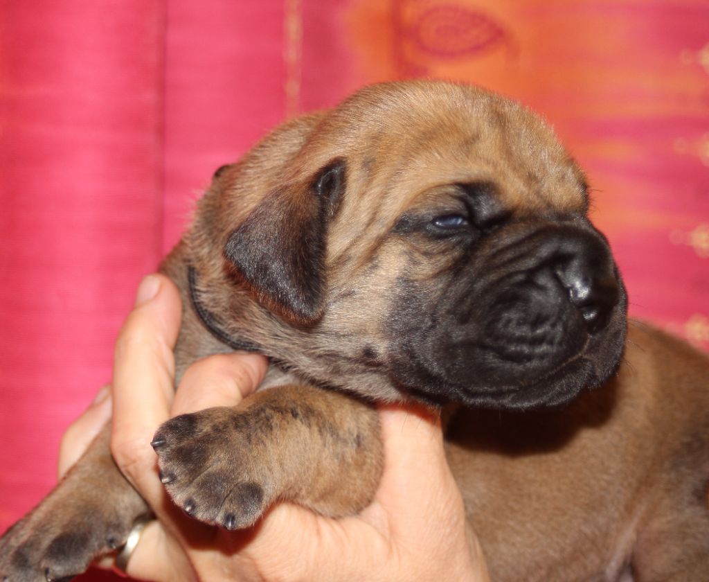 DE VALAVERGNY - Chiots disponibles - Dogue allemand