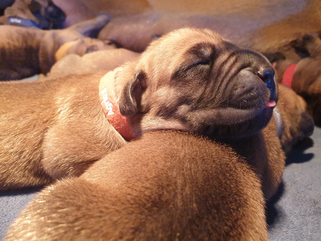 DE VALAVERGNY - Chiots disponibles - Dogue allemand