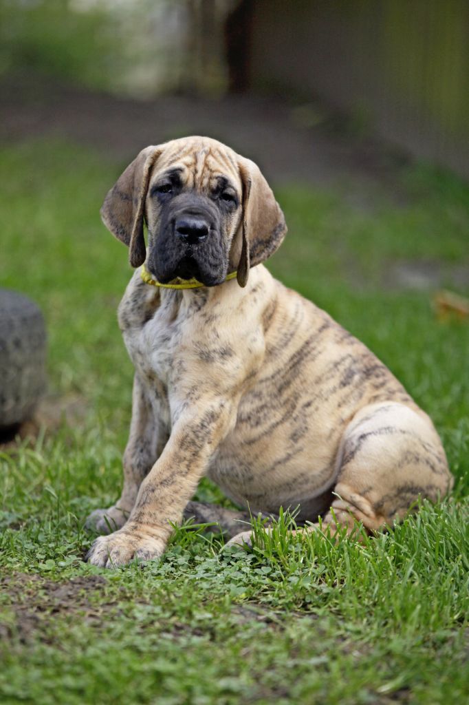 DE VALAVERGNY - Chiots disponibles - Dogue allemand