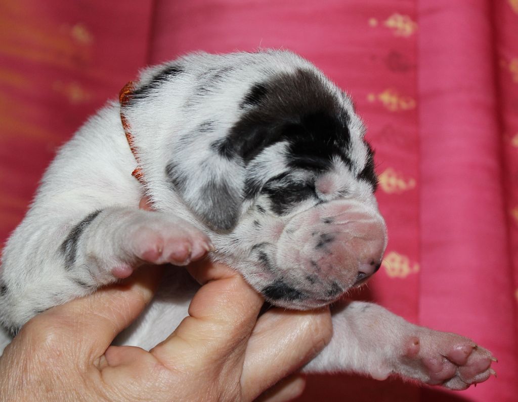 DE VALAVERGNY - Chiots disponibles - Dogue allemand