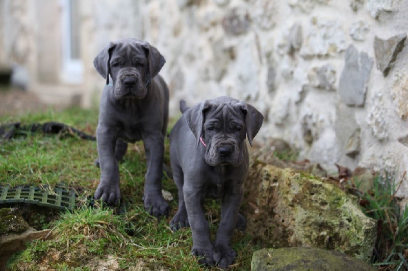 Chiot Dogue allemand DE VALAVERGNY