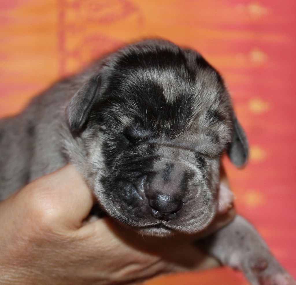 DE VALAVERGNY - Chiots disponibles - Dogue allemand
