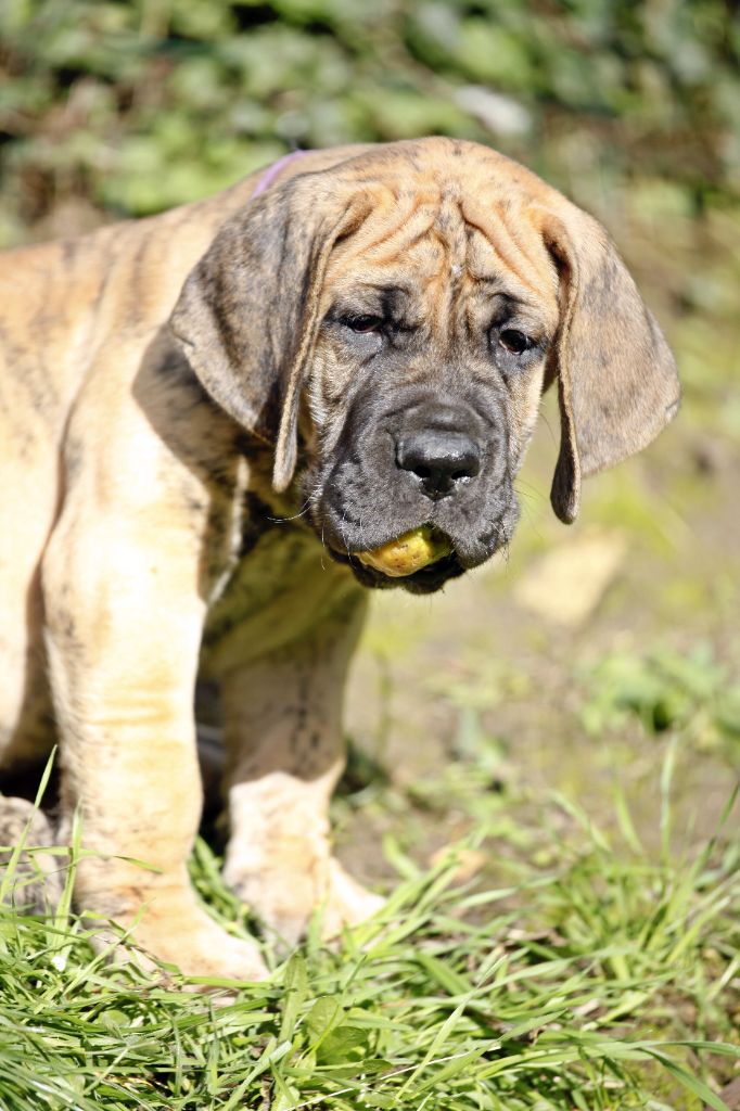 DE VALAVERGNY - Chiots disponibles - Dogue allemand
