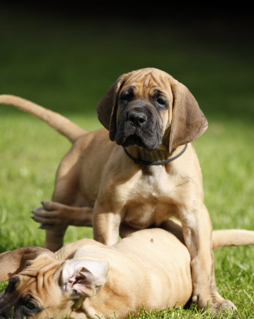 DE VALAVERGNY - Chiots disponibles - Dogue allemand