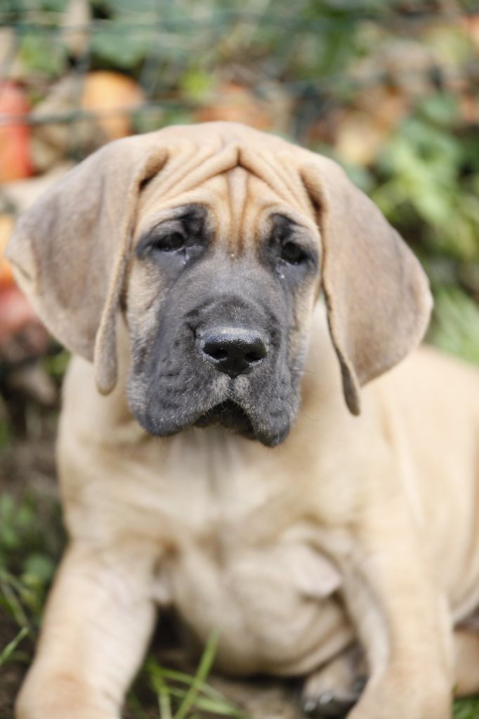 DE VALAVERGNY - Chiots disponibles - Dogue allemand