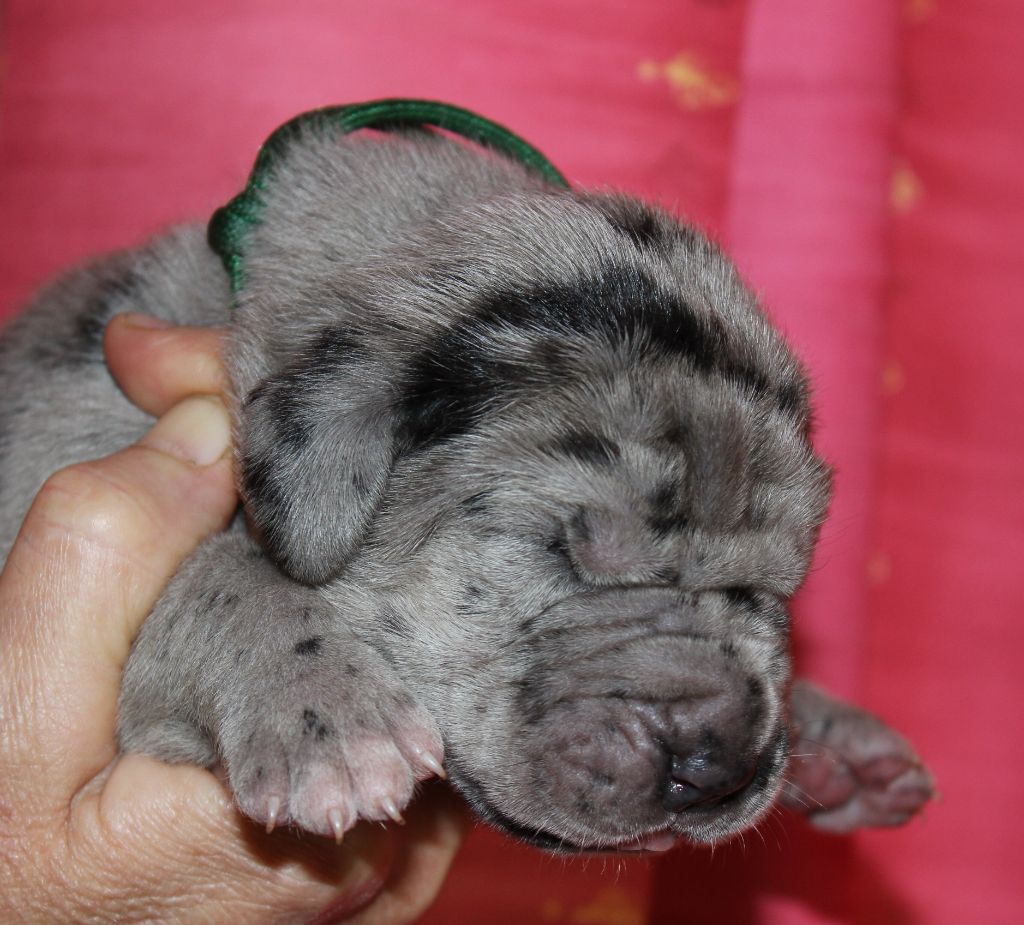 DE VALAVERGNY - Chiots disponibles - Dogue allemand