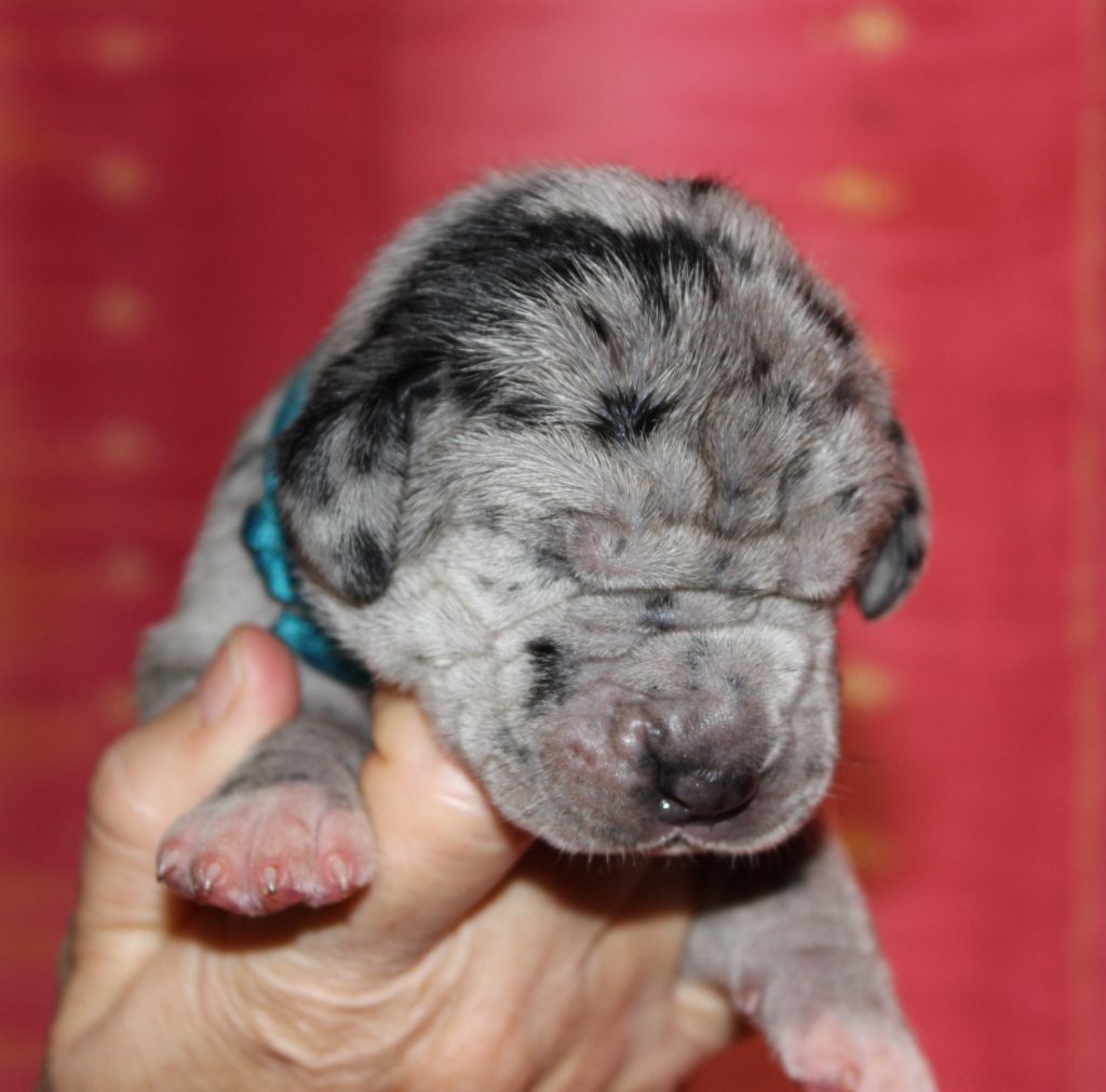 DE VALAVERGNY - Chiots disponibles - Dogue allemand