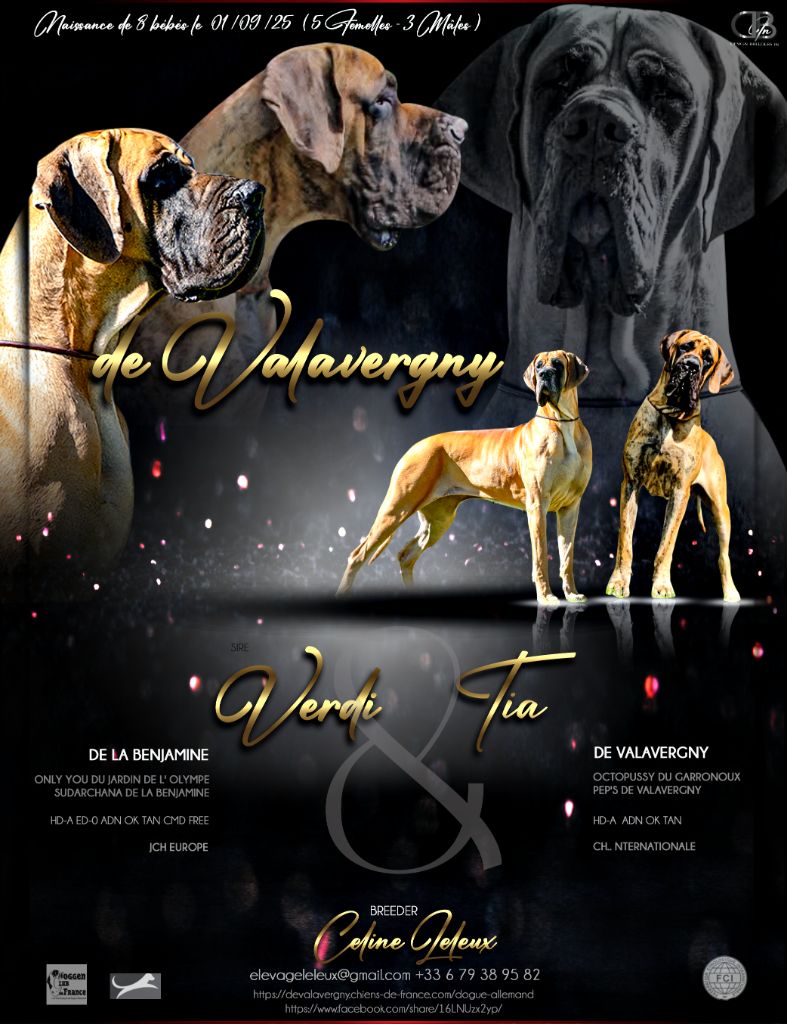 Chiot Dogue allemand DE VALAVERGNY
