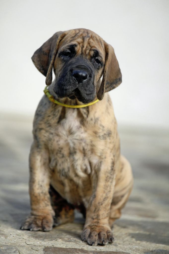 DE VALAVERGNY - Chiots disponibles - Dogue allemand