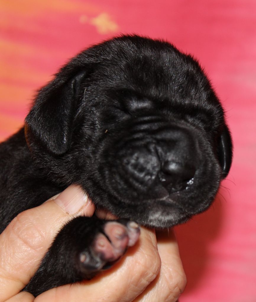 DE VALAVERGNY - Chiots disponibles - Dogue allemand