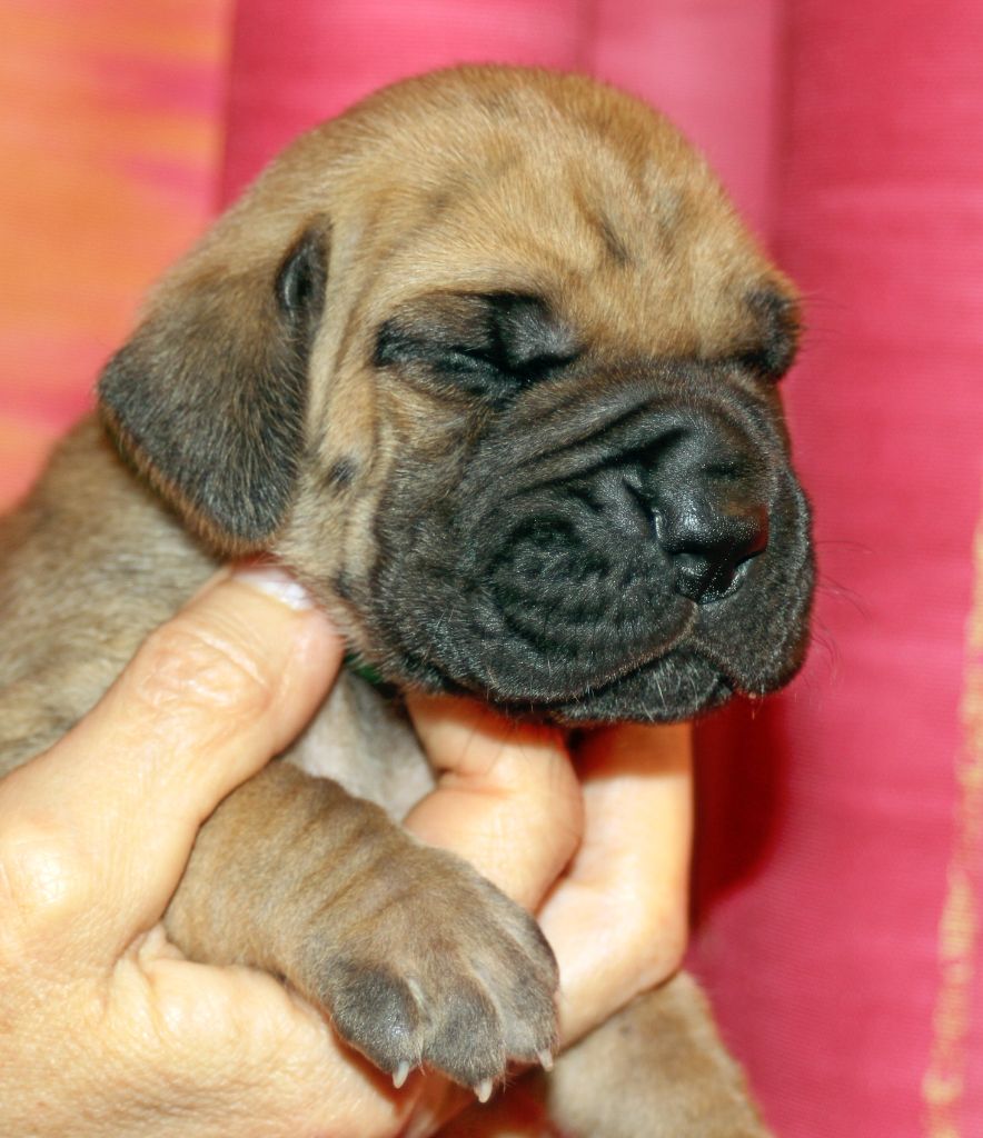 DE VALAVERGNY - Chiots disponibles - Dogue allemand