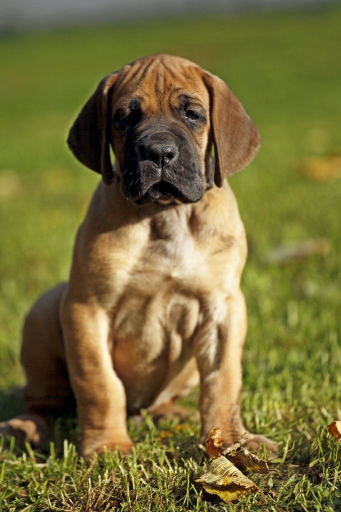 DE VALAVERGNY - Chiots disponibles - Dogue allemand