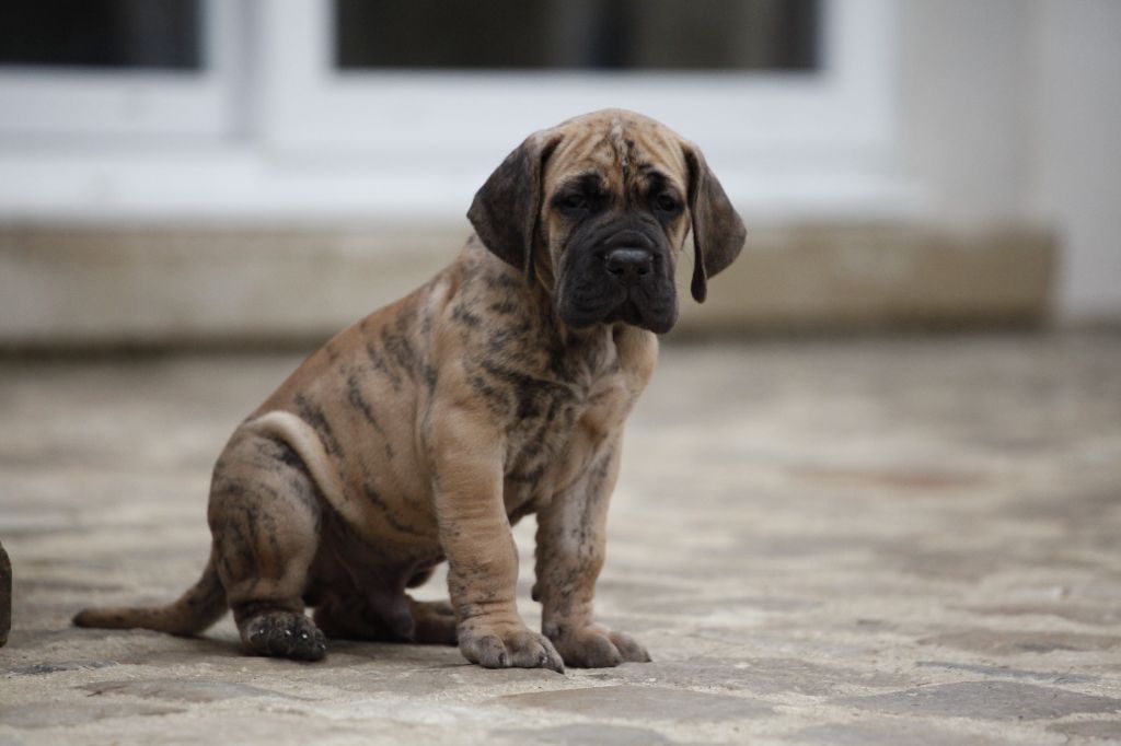 DE VALAVERGNY - Chiots disponibles - Dogue allemand
