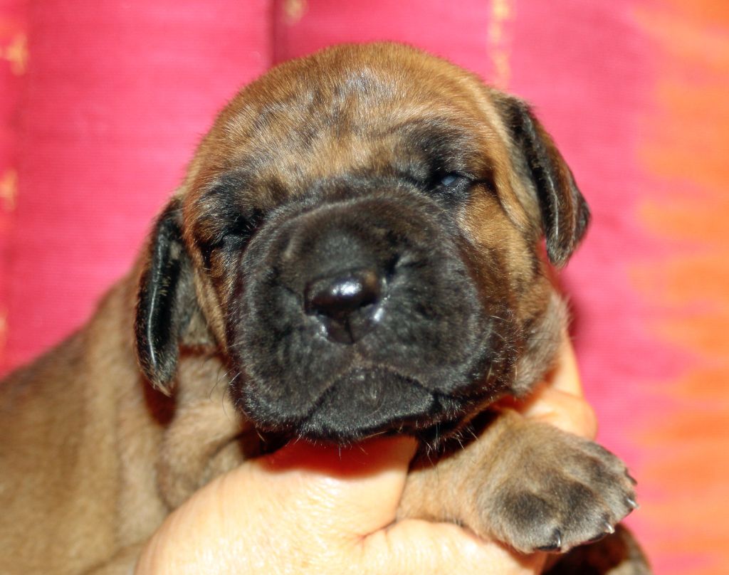 DE VALAVERGNY - Chiots disponibles - Dogue allemand