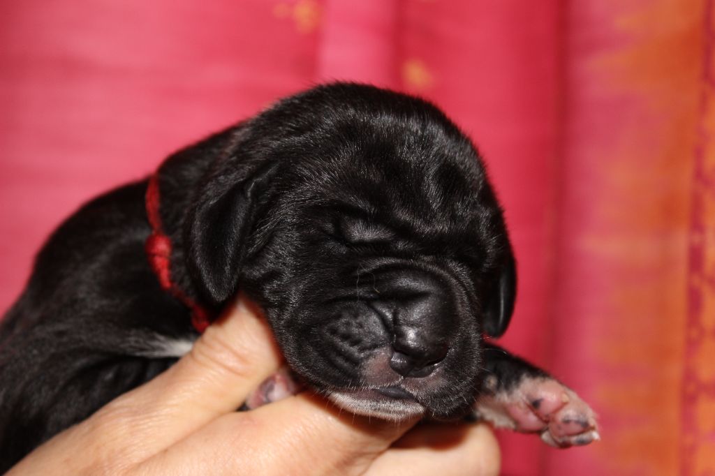 DE VALAVERGNY - Chiots disponibles - Dogue allemand