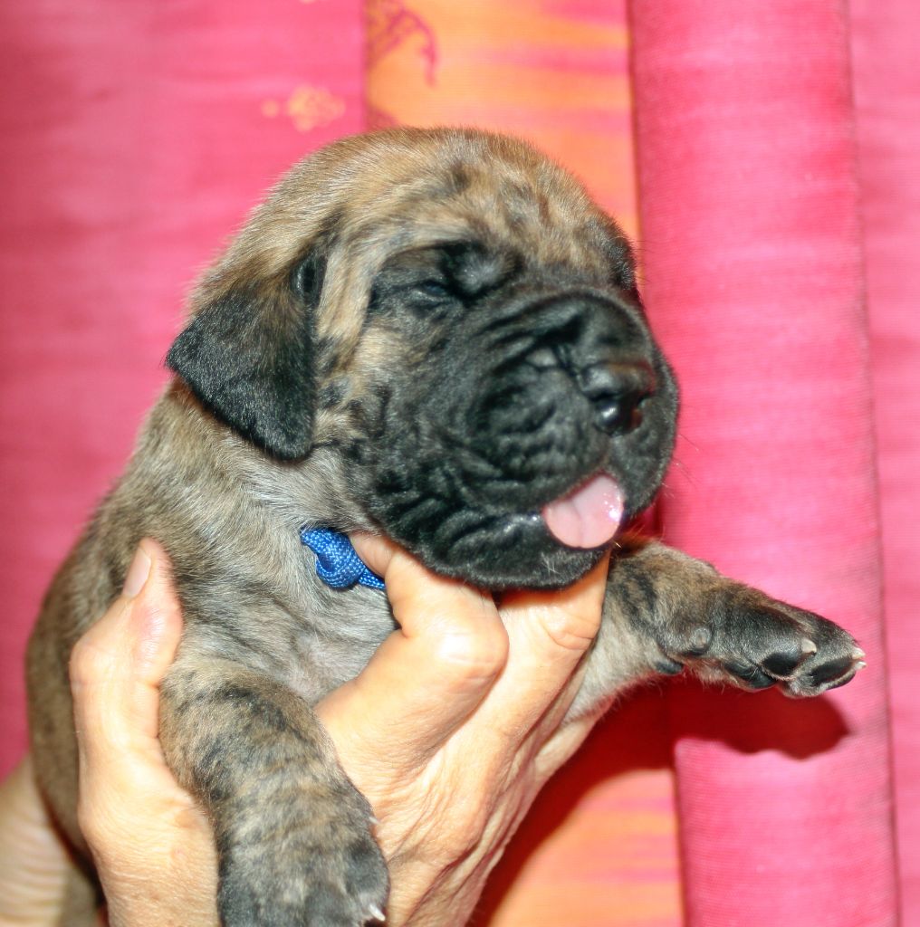 DE VALAVERGNY - Chiots disponibles - Dogue allemand
