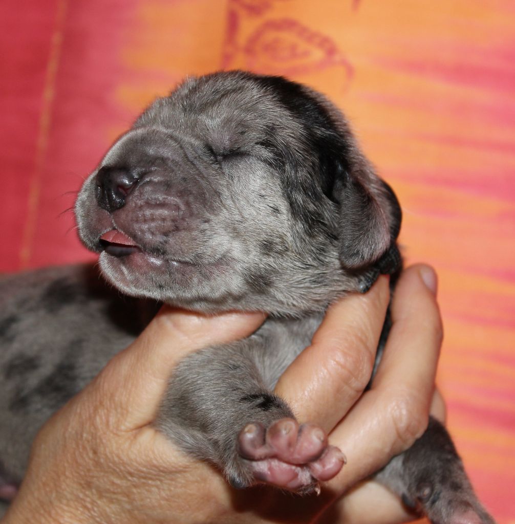 DE VALAVERGNY - Chiots disponibles - Dogue allemand