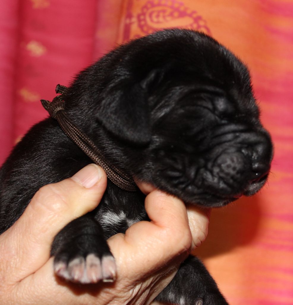 DE VALAVERGNY - Chiots disponibles - Dogue allemand