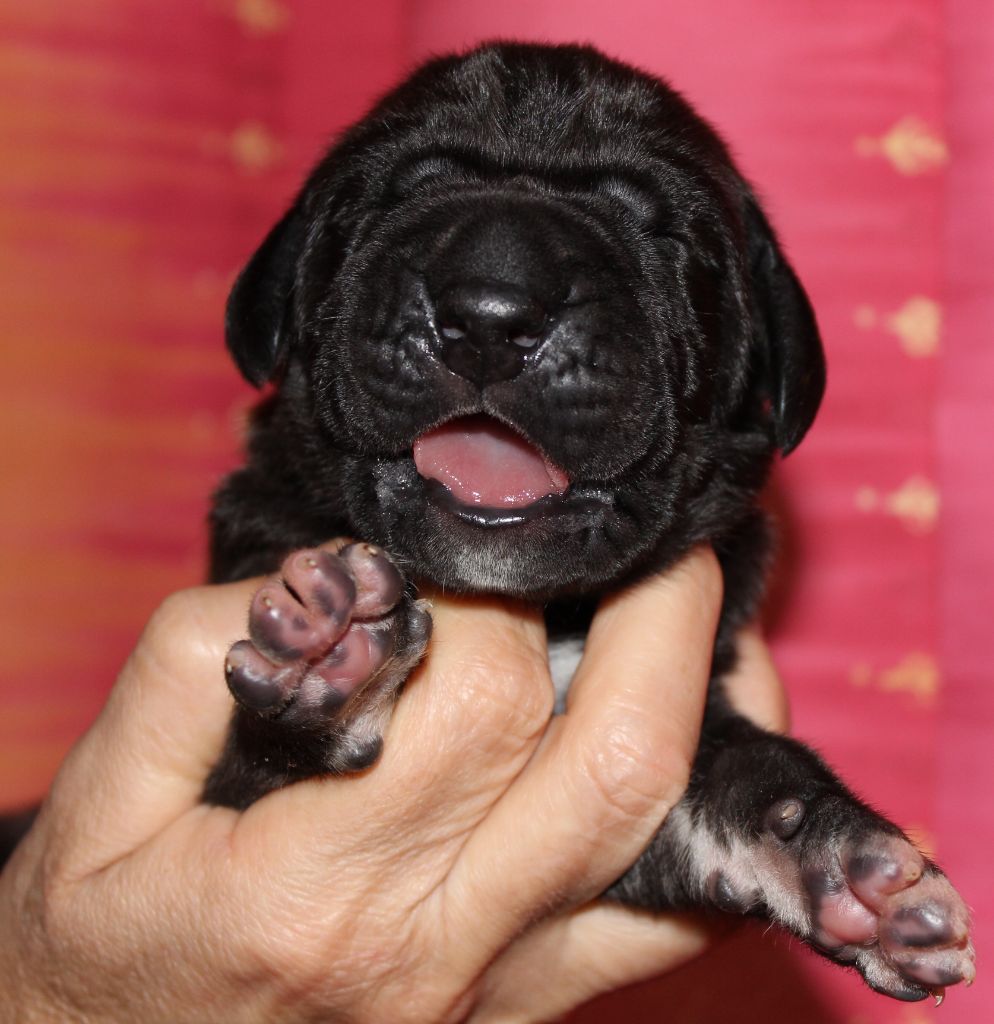DE VALAVERGNY - Chiots disponibles - Dogue allemand
