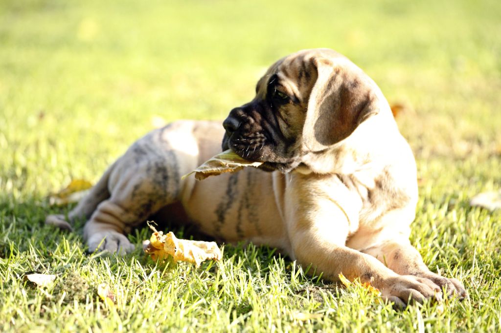 DE VALAVERGNY - Chiots disponibles - Dogue allemand