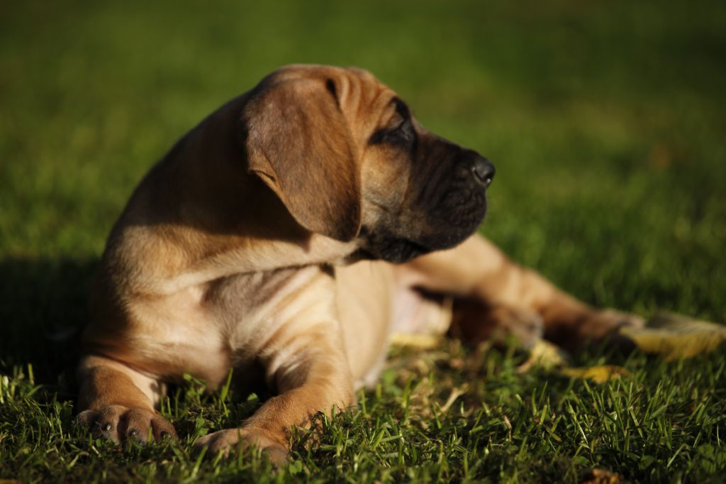 DE VALAVERGNY - Chiots disponibles - Dogue allemand
